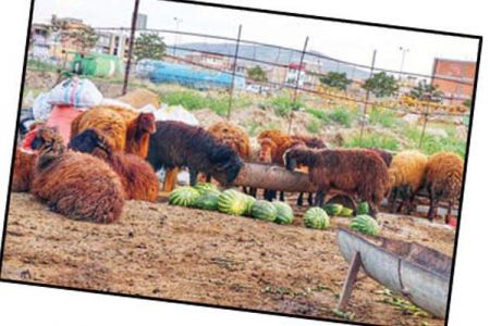 اخبار اقتصادی ,خبرهای اقتصادی ,کشاورزی اخبار اقتصادی ,خبرهای اقتصادی ,کشاورزی