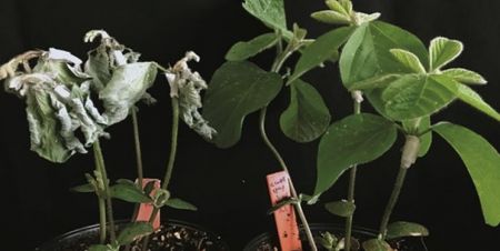 اخبار علمی,خبرهای علمی ,محافظت از گیاهان اخبار علمی ,خبرهای علمی,محافظت از گیاهان