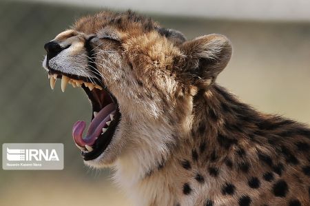 اخبار,انعکاس,یوزپلنگ آسیایی اخبار,انعکاس,یوزپلنگ آسیایی
