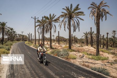 اخبار,عکس خبری,نخلهای تشنه "اخبار,عکس