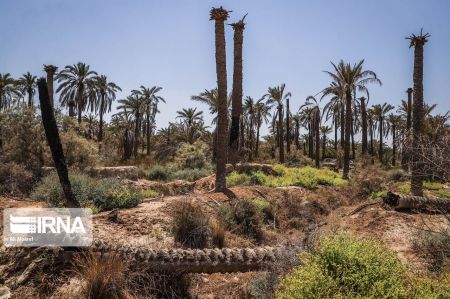 اخبار,عکس خبری,نخلهای تشنه "اخبار,عکس