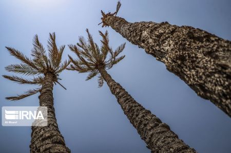 اخبار,عکس خبری,نخلهای تشنه "اخبار,عکس