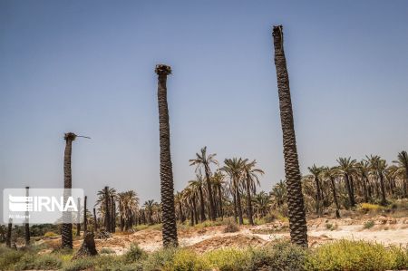 اخبار,عکس خبری,نخلهای تشنه "اخبار,عکس