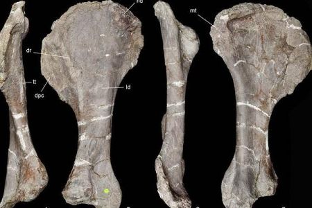 اخبار,اخبار علمی,کشف گونه عجیب از قدیمی ترین یک نوع دایناسور