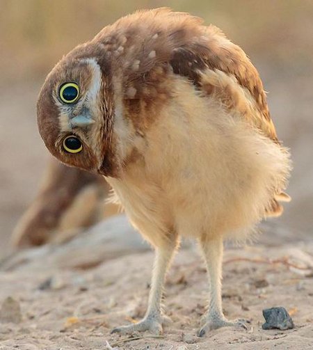 اخبار,اخبار گوناگون,حیوانات اخبار,اخبار گوناگون,حیوانات