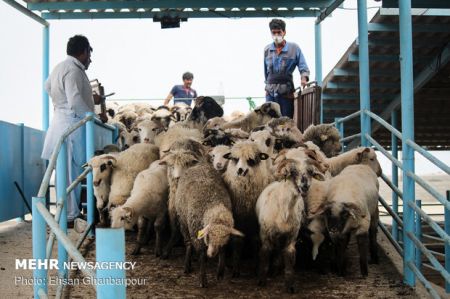  اخبار اقتصادی ,خبرهای اقتصادی ,قیمت دام زنده 