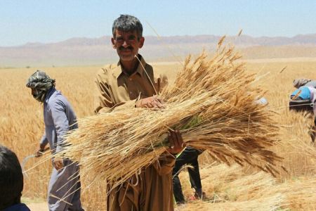 اخبار اقتصادی ,خبرهای اقتصادی , گندم اخبار اقتصادی ,خبرهای اقتصادی , گندم