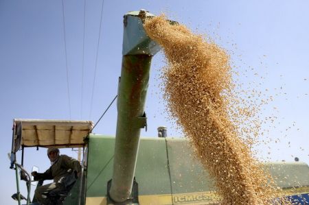  اخبار اقتصادی ,خبرهای اقتصادی ,اختلاط خاک و شن در گندم