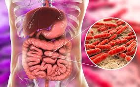 اخبار پزشکی ,خبرهای پزشکی ,باکتریهای روده اخبار پزشکی ,خبرهای پزشکی,باکتریهای روده