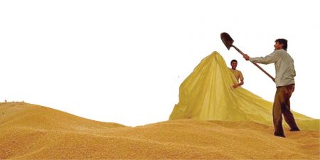 اخباراجتماعی ,خبرهای اجتماعی , گندم اخبار اجتماعی ,خبرهای اجتماعی, گندم