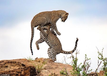اخبارگوناگون,خبرهای گوناگون ,نمایش پلنگها اخبارگوناگون,خبرهای گوناگون ,نمایش پلنگها
