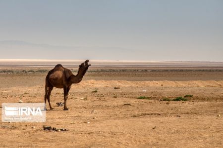 اخبار,عکس خبری, کویر مرنجاب