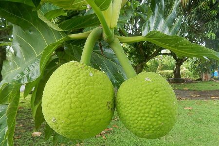 اخبار,اخبارگوناگون,میوه نان اخبار,اخبارگوناگون,میوه نان