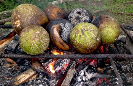 اخبار,اخبارگوناگون,میوه نان