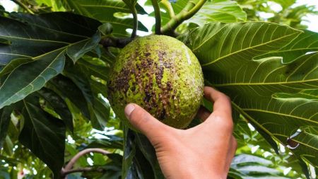 اخبار,اخبارگوناگون,میوه نان اخبار,اخبارگوناگون,میوه نان