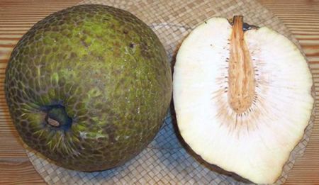 اخبار,اخبارگوناگون,میوه نان اخبار,اخبارگوناگون,میوه نان
