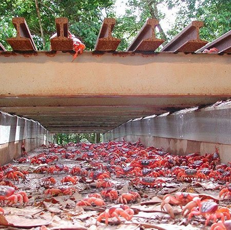 اخبار,اخبار گوناگون,معماری های زیبای طبیعت