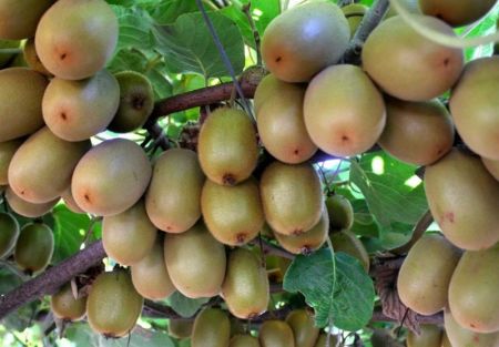 اخبار,اخبار اقتصادی,کیوی اخبار,اخبار اقتصادی,کیوی