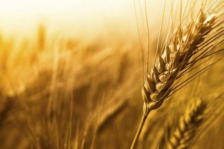 اخبار,اخبار اقتصادی,قیمت گندم اخبار,اخبار اقتصادی,قیمت گندم