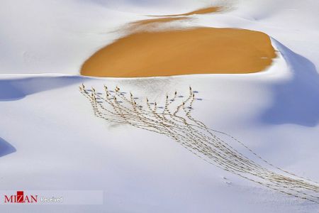 تصاویر انعکاس,تصاویر برگزیده حیات وحش در سال ۲۰۱۹ تصاویر انعکاس,تصاویر برگزیده حیات وحش در سال ۲۰۱۹