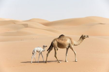 اخبار,اخبار گوناگون,راه رفتن حیوانات اخبار,اخبار گوناگون,راه رفتن حیوانات