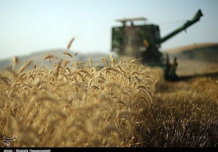 اخبار اقتصادی ,خبرهای اقتصادی , قیمت خرید تضمینی گندم اخبار اقتصادی ,خبرهای اقتصادی , قیمت خرید تضمینی گندم