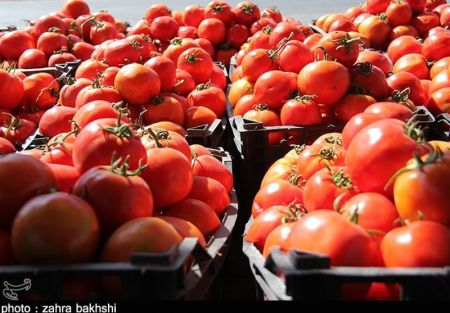 اخبار اقتصادی ,خبرهای اقتصادی ,قیمت گوجه فرنگی اخبار اقتصادی ,خبرهای اقتصادی ,قیمت گوجه فرنگی