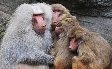 اخبار پزشکی ,خبرهای پزشکی ,روده اخبار پزشکی ,خبرهای پزشکی,روده
