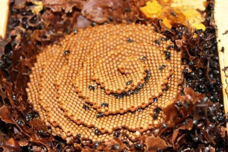  اخبارگوناگون,خبرهای گوناگون ,کندو