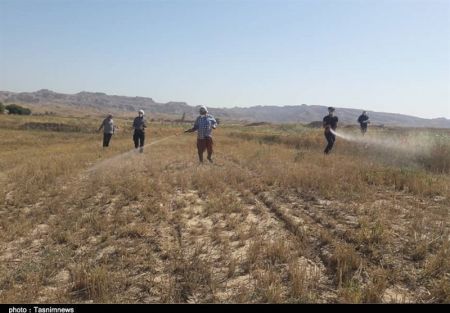 اخباراجتماعی ,خبرهای اجتماعی ,ملخ صحرایی اخبار اجتماعی ,خبرهای اجتماعی,ملخ صحرایی