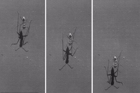  اخبارگوناگون,خبرهای گوناگون ,سریع ترین مورچه جهان