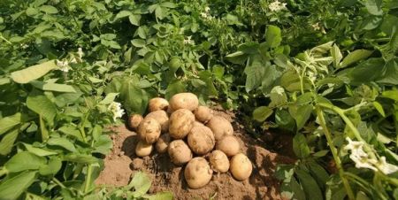 اخبار پزشکی ,خبرهای پزشکی ,پوره سیب زمینی اخبار پزشکی ,خبرهای پزشکی,پوره سیب زمینی