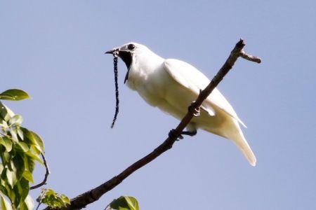 اخبارگوناگون,خبرهای گوناگون ,پرنده اخبارگوناگون,خبرهای گوناگون ,پرنده