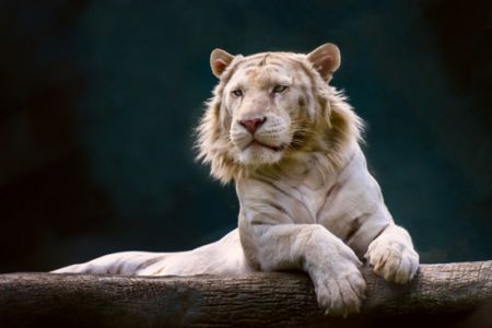 اخبارگوناگون,خبرهای گوناگون ,شیببرها اخبارگوناگون,خبرهای گوناگون ,شیببرها