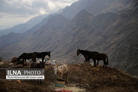 اخبار,عکس خبری,کولبری