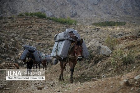 اخبار,عکس خبری,کولبری