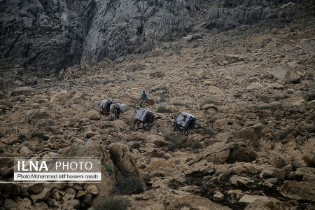اخبار,عکس خبری,کولبری اخبار,عکس خبری,کولبری