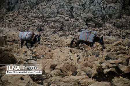 اخبار,عکس خبری,کولبری