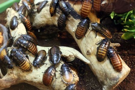 اخبار,اخبارگوناگون,چیز‌هایی که دلتان نمی‌خواهد درباره سوسک‌ها بدانید