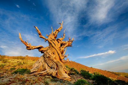 اخبار,اخبارگوناگون,پیرترین درخت جهان اخبار,اخبارگوناگون,پیرترین درخت جهان