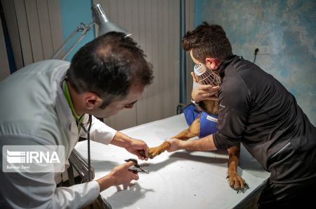 اخبار,عکس خبری,سگ معلول اخبار,عکس خبری,سگ معلول