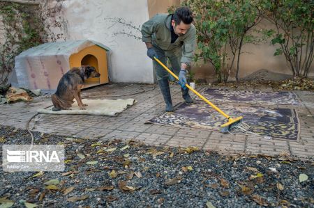 اخبار,عکس خبری,سگ معلول اخبار,عکس خبری,سگ معلول