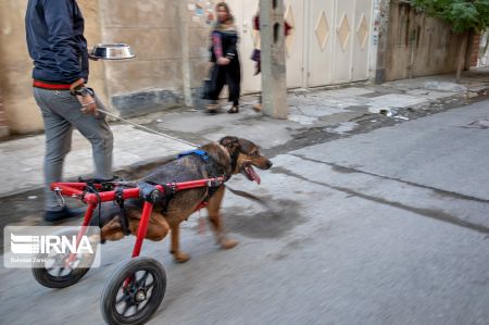 اخبار,عکس خبری,سگ معلول اخبار,عکس خبری,سگ معلول