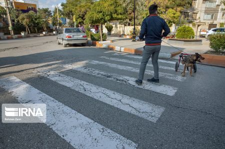 اخبار,عکس خبری,سگ معلول اخبار,عکس خبری,سگ معلول