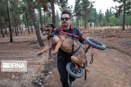 اخبار,عکس خبری,سگ معلول اخبار,عکس خبری,سگ معلول