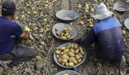اخبار,اخبار اقتصادی,ممنوعیت صادرات سیب زمینی و رب گوجه‌