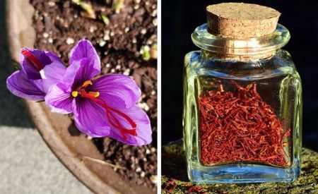 اخبار,اخبار گوناگون,ادویه اخبار,اخبار گوناگون,ادویه