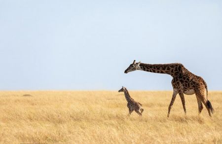 اخبار,اخبار گوناگون,زرافه اخبار,اخبار گوناگون,زرافه
