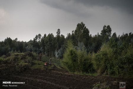 اخبار,اخبار گوناگون,افزایش تعداد گوریل‌های کمیاب در رواندا