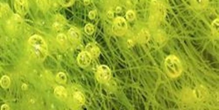 اخبار علمی,خبرهای علمی ,جلبکهای فعال اخبار علمی ,خبرهای علمی,جلبکهای فعال